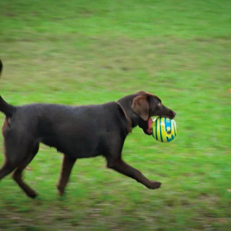 Wobble Wag Interactive Dog Toy
