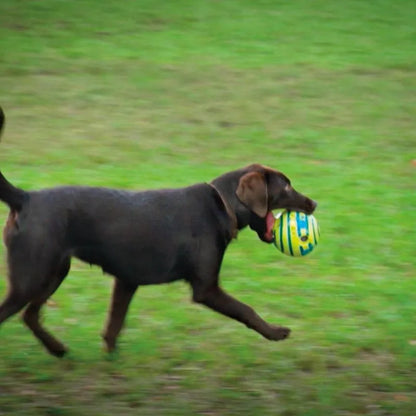 Wobble Wag Interactive Dog Toy