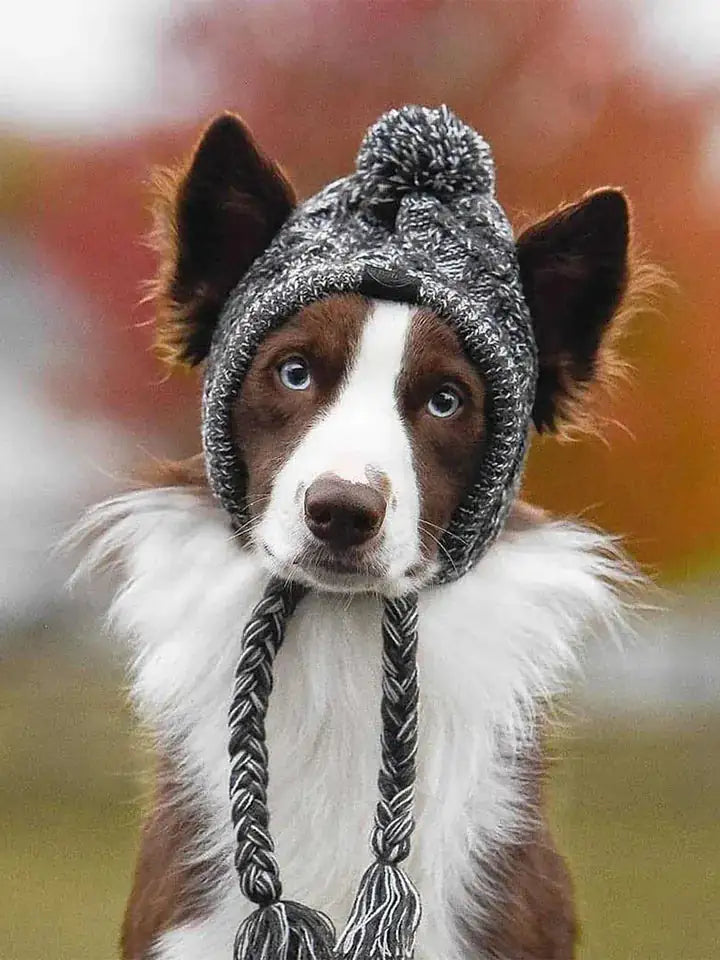 Adjustable dog cap for sun protection outdoors